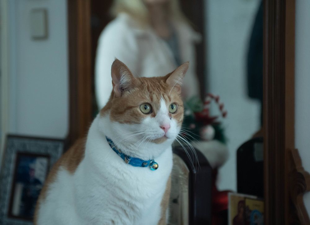 Фотография автора DIMITRIS MPAZIOTOPOULOS