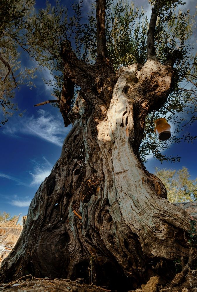 Photograph by Yusuf Ziya Ozcan