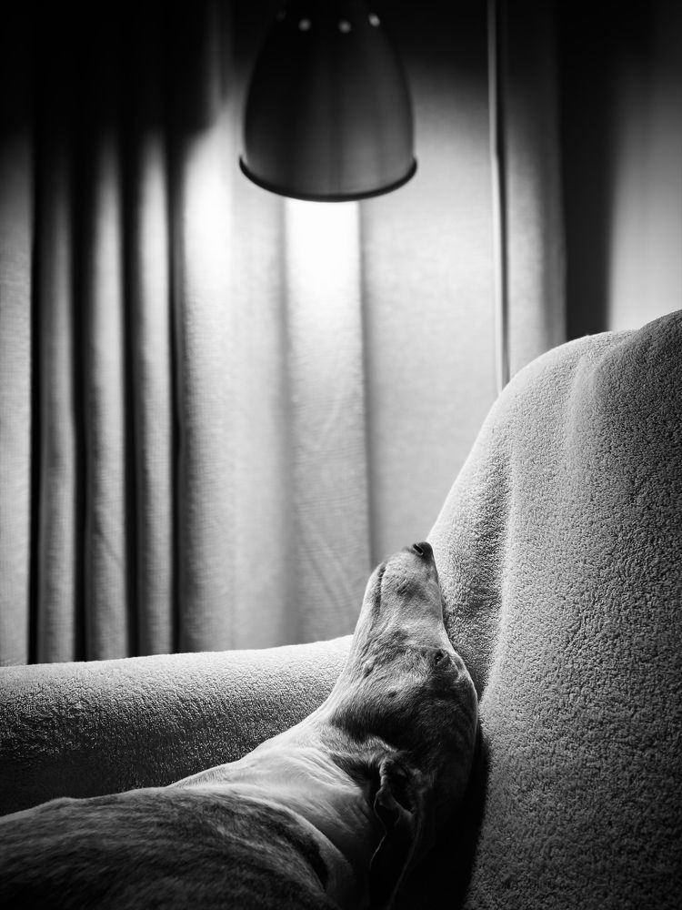 Photograph by Laura Simanaviciute