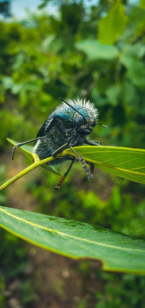 Photograph by Charles Tembo