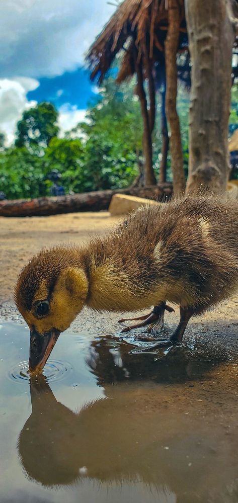 Photograph by Charles Tembo