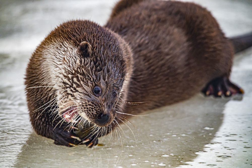 Photograph by Сергей Савчук