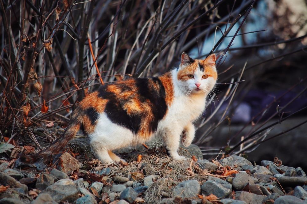 Photograph by Екатерина Цвиркунова