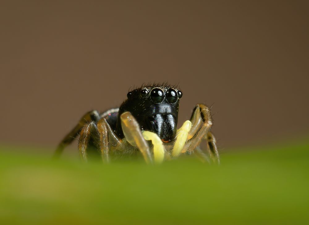 Фотография автора Олесь Парицкий
