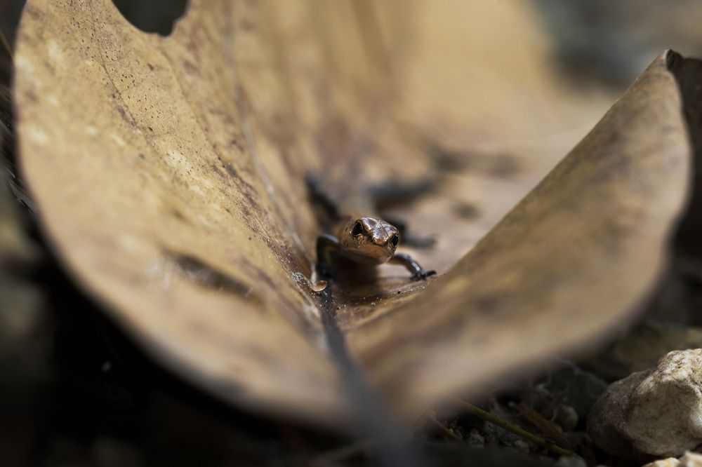 Фотография автора Tamara Maria Blazquez Haik