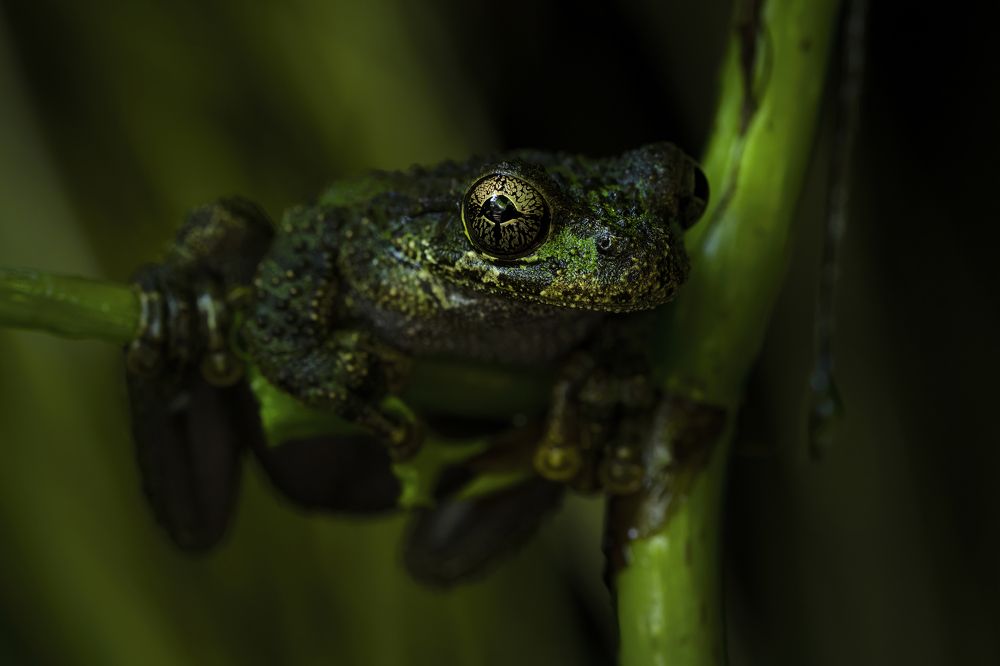Фотография автора Tamara Maria Blazquez Haik