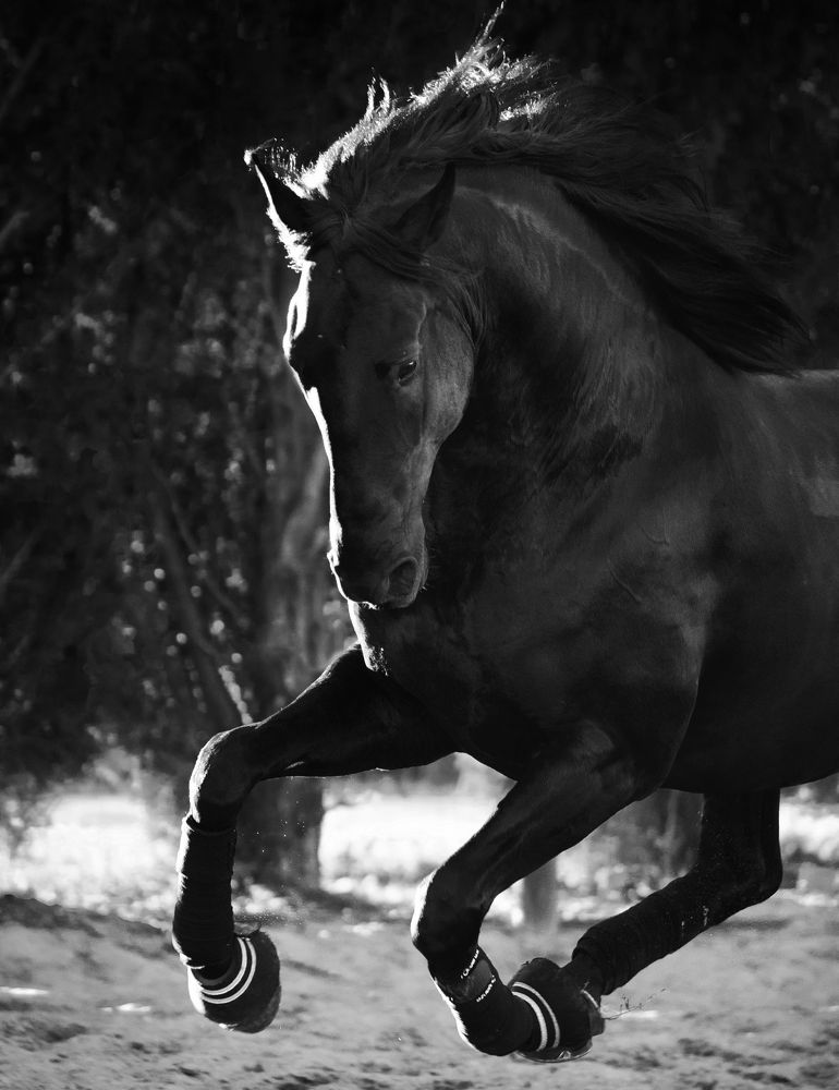 Photograph by Alexandre Marques