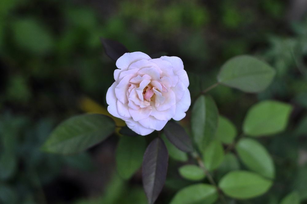 Фотография автора photograph Umar abdi