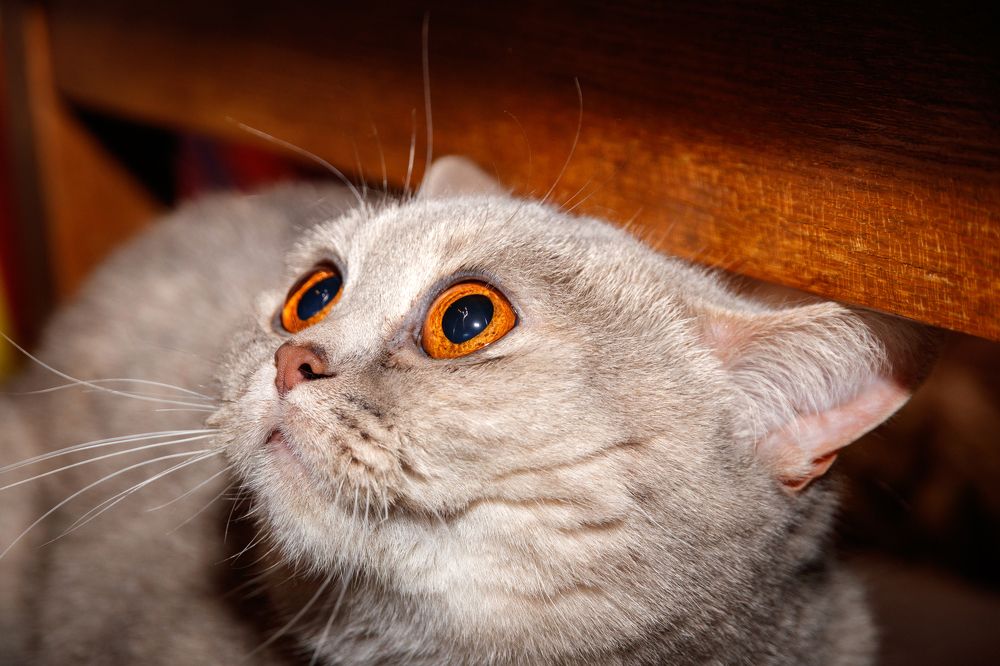 Photograph by Дмитрий Тимин