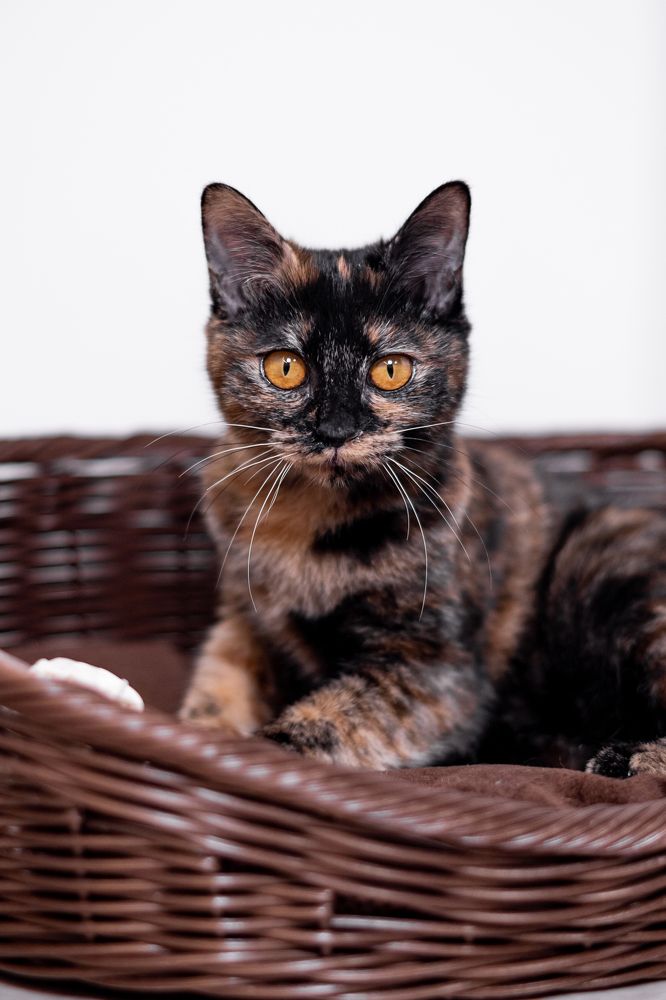 Photograph by Nesterova Svitlana