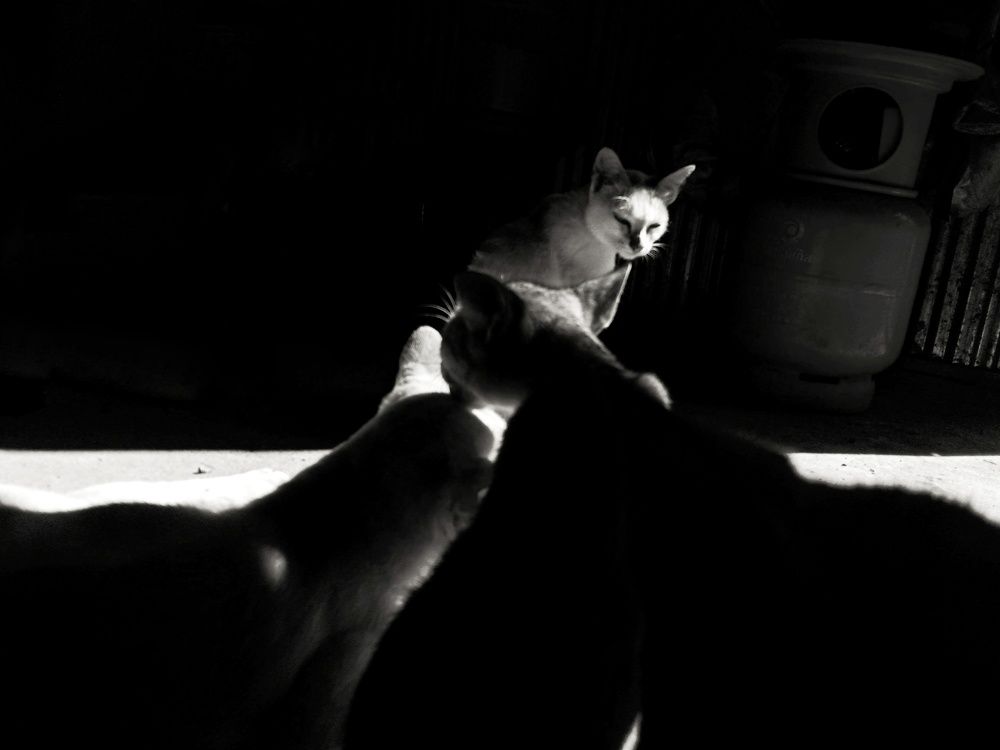 Photograph by Pheap Sophinh