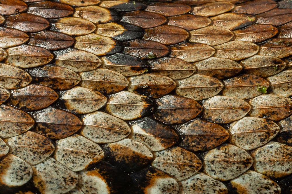 Photograph by Rohit Giri