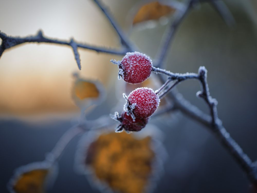 Морозное утро