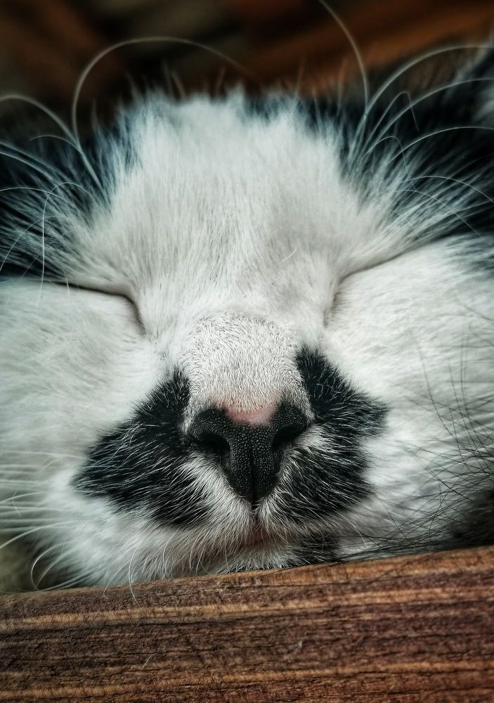 Photograph by Анастасия Винокурова