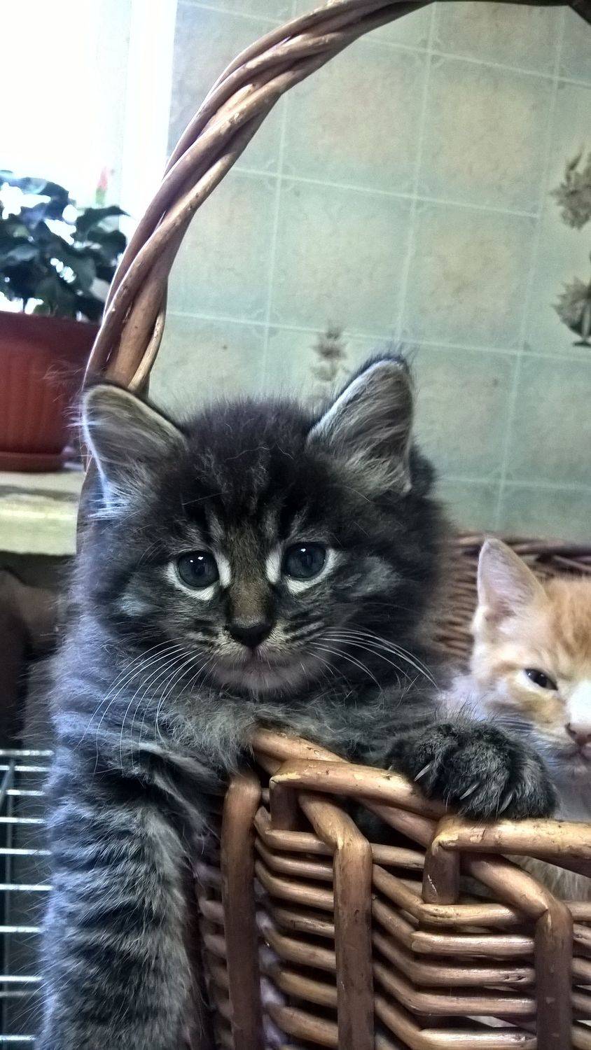 Photo #8716591