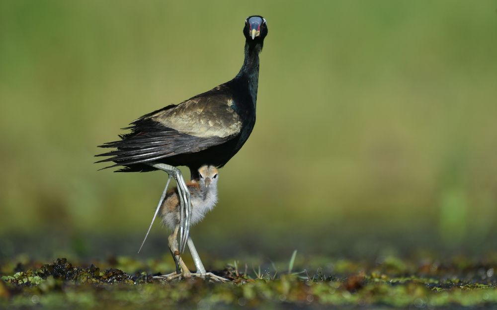 Photograph by Taiteep