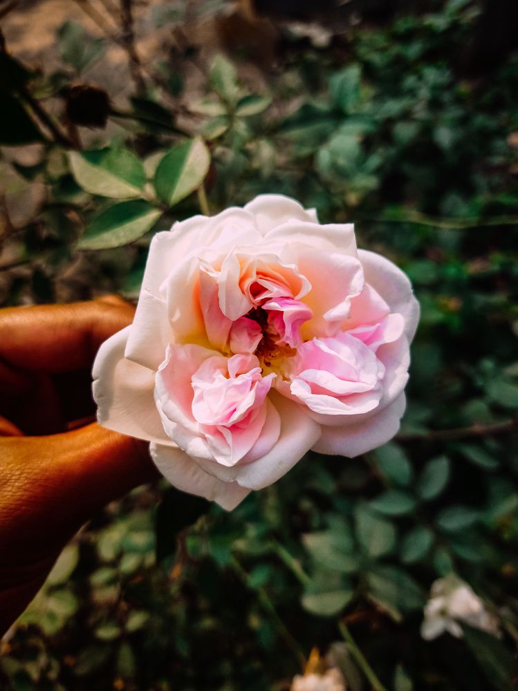 White_Rose_Portrait_Mobile_Photograph.
