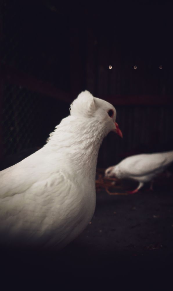 My_Pigeons_Portrait_Mobile_Photograph