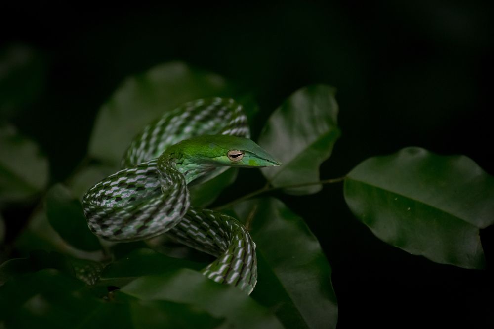 Photograph by Pradeep Hewage