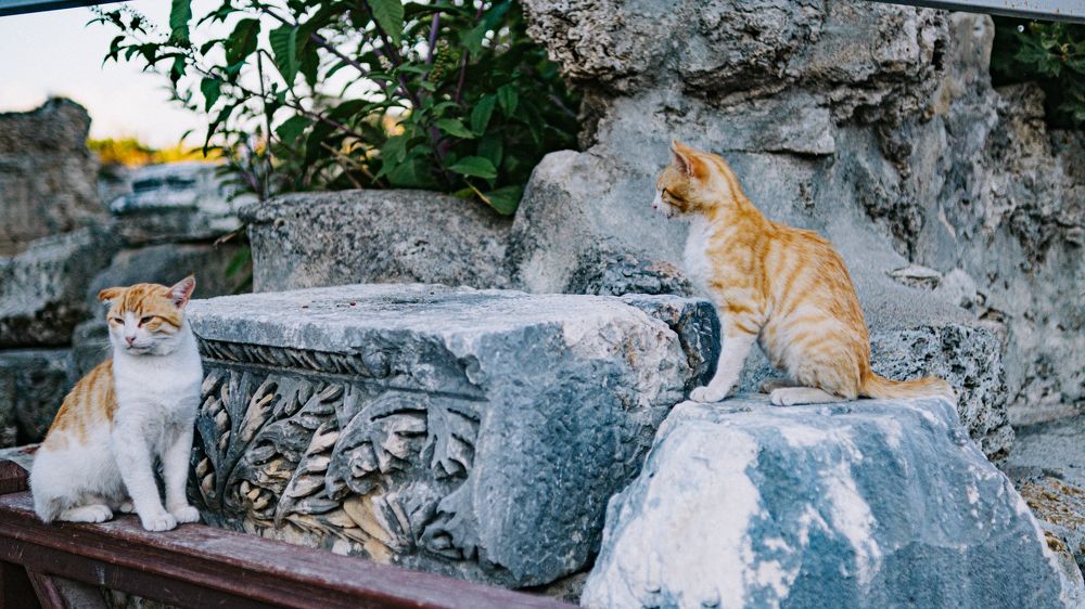 Photograph by Александр Мальцев