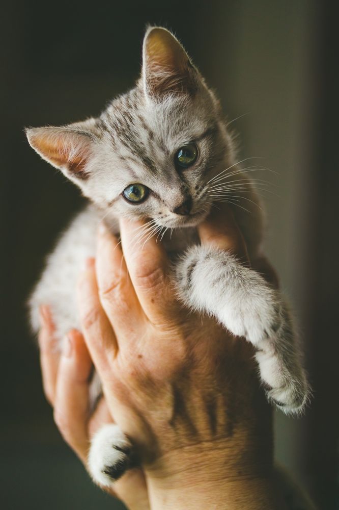 В добрых руках