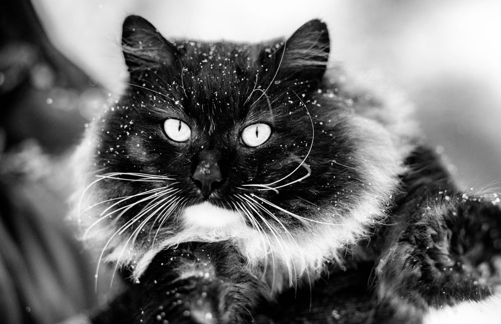 Photograph by Ольга Гаврилова