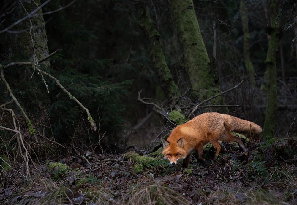 Photograph by Владимир Цветов