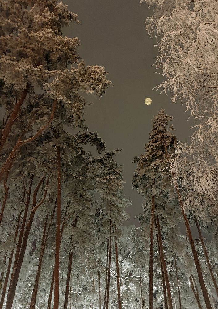 Корабельные сосны