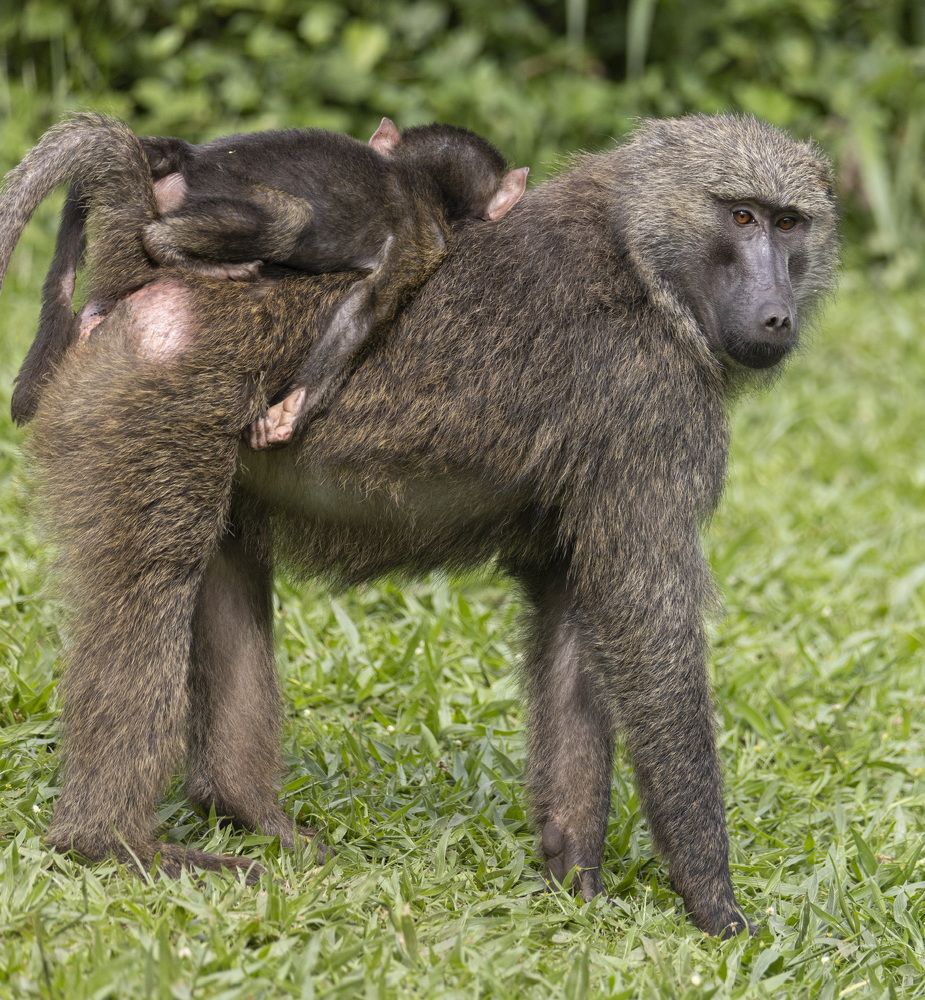 Мама под седлом