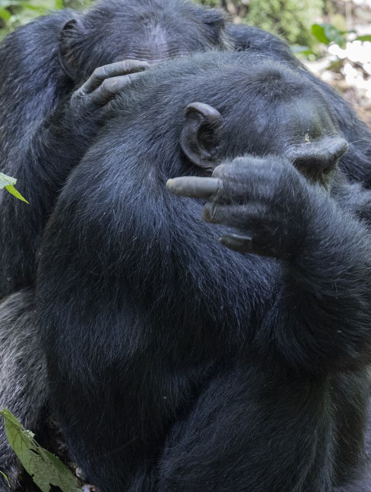 Универсальный язык межвидового общения