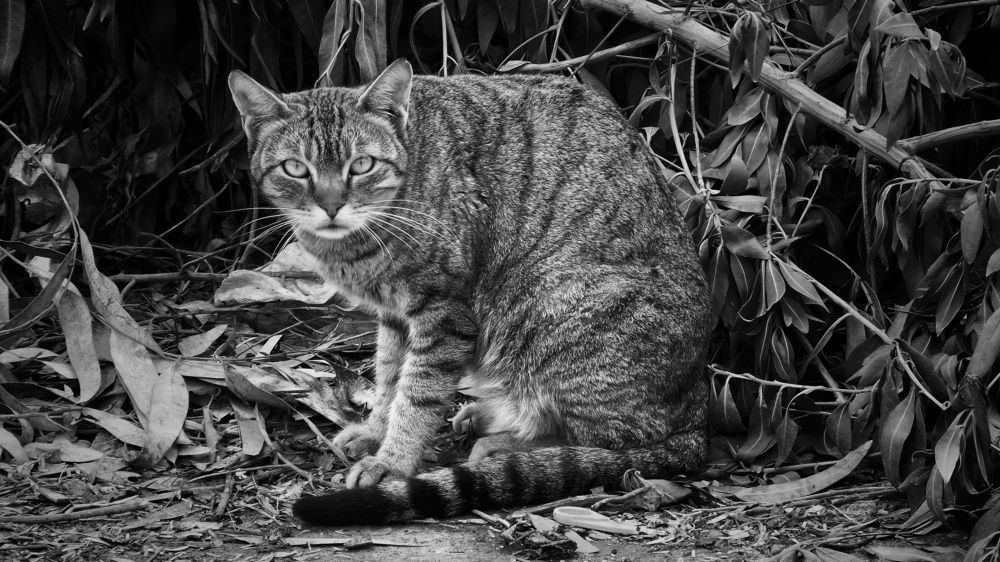 Photograph by Farid Ashtin