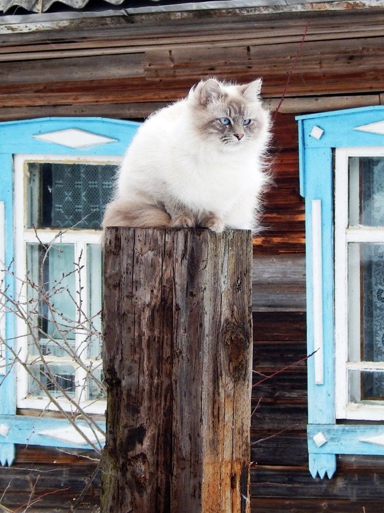 На страже дома