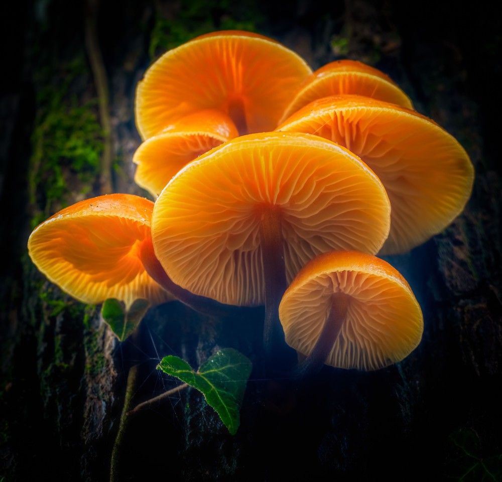 Photograph by Ovidiu Domşa