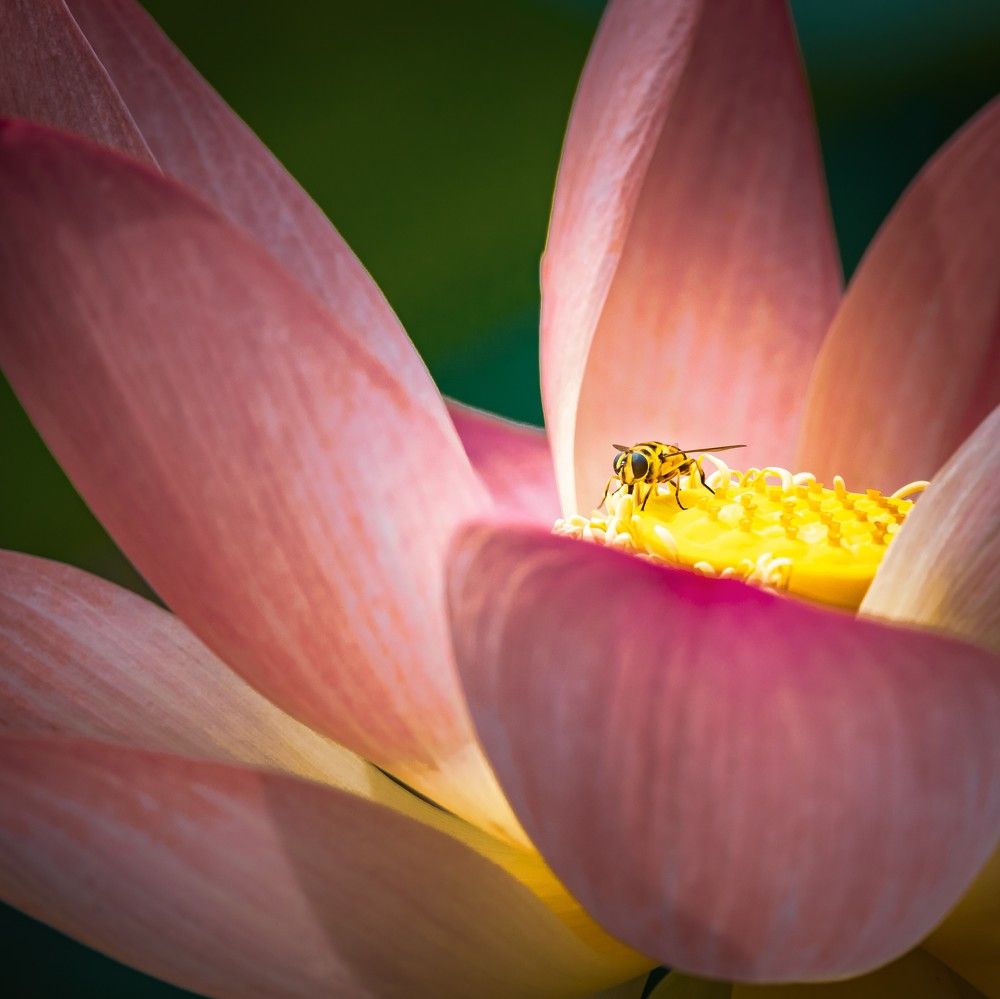 Photograph by Ovidiu Domşa