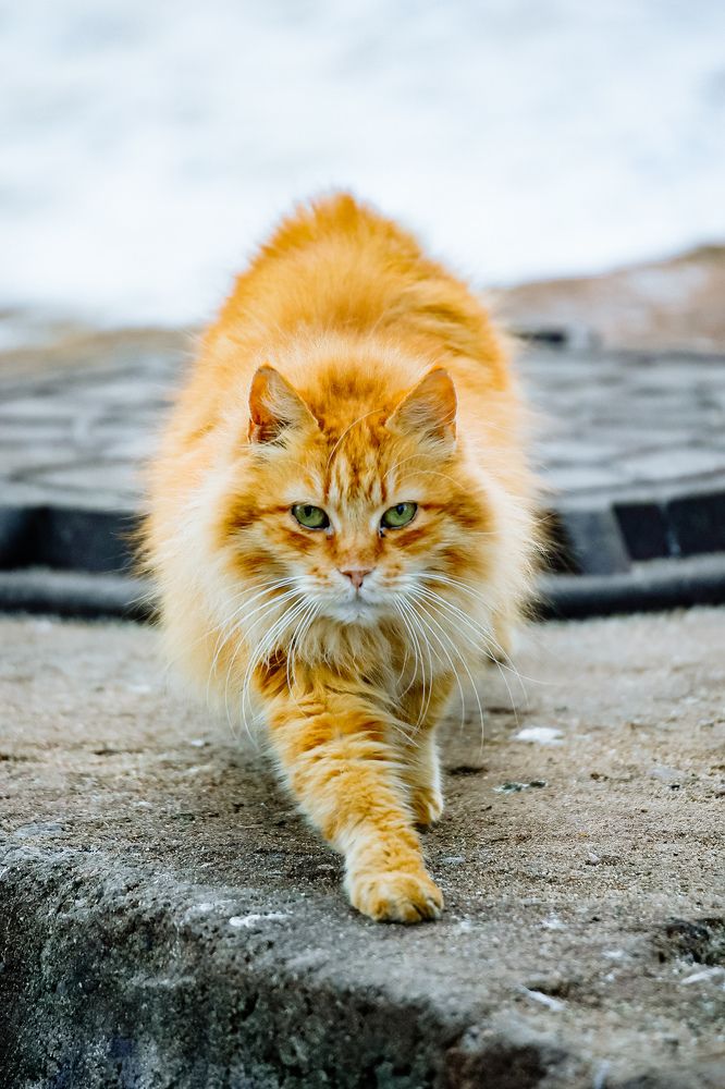 Photograph by Алексей Кочерыжкин