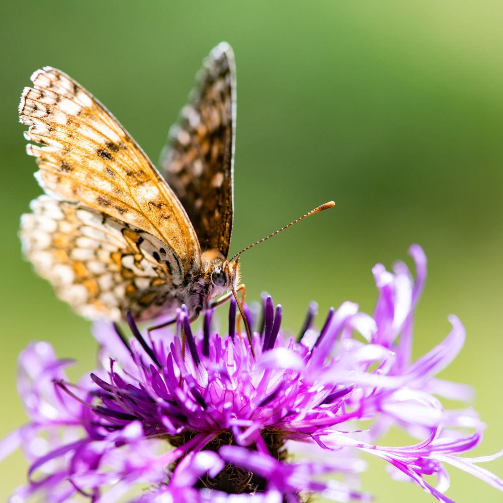 Photograph by Mohammad Rajabzadeh