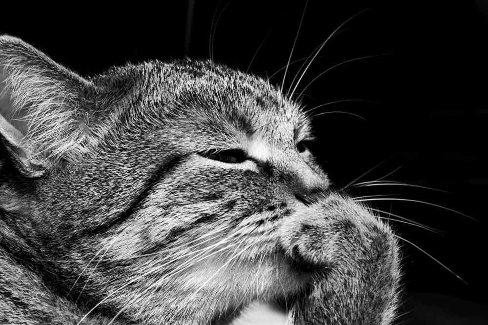 Photograph by Elena Lopatina