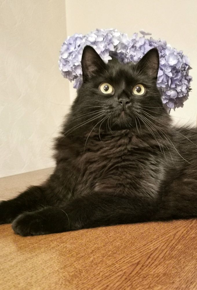 Муся Фридовна