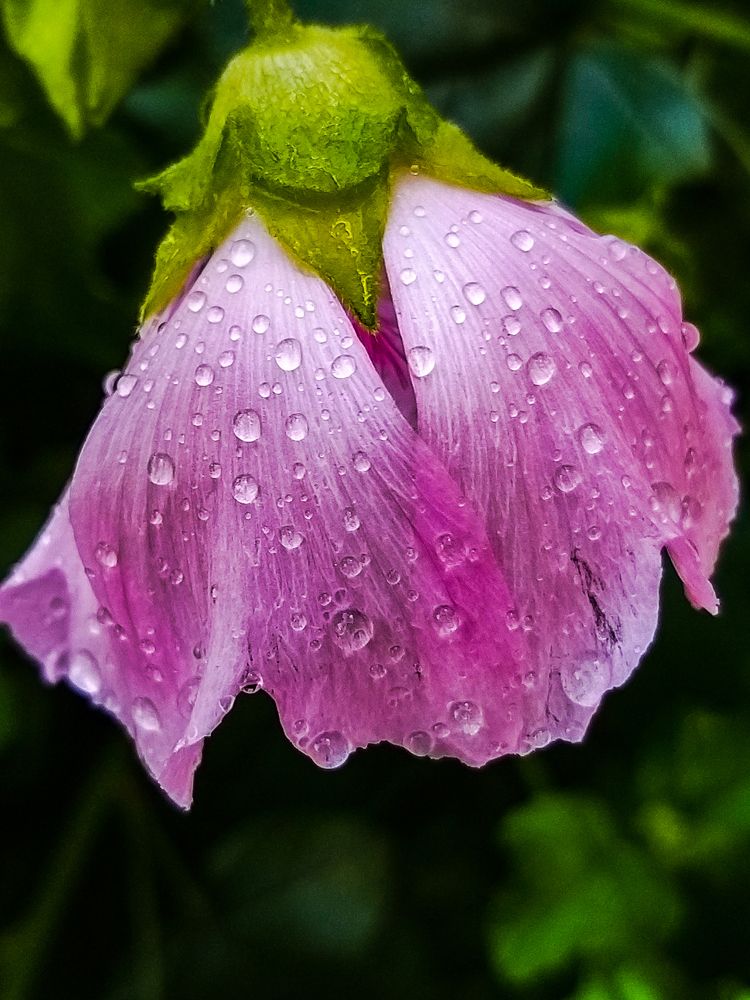 Photograph by Татьяна Гурьянова