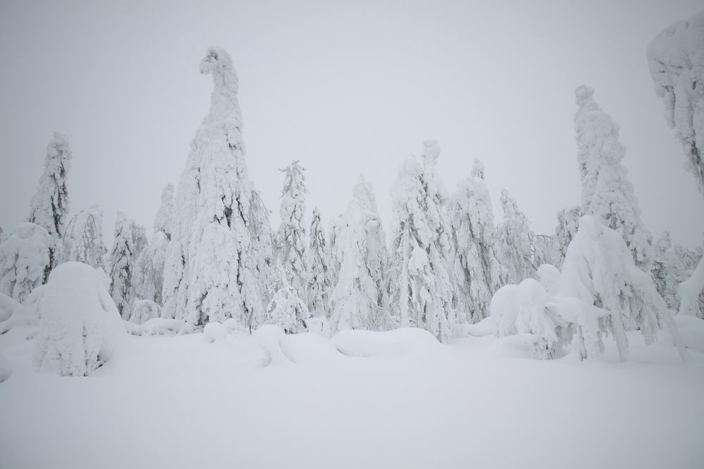 Photograph by Солонин Андрей