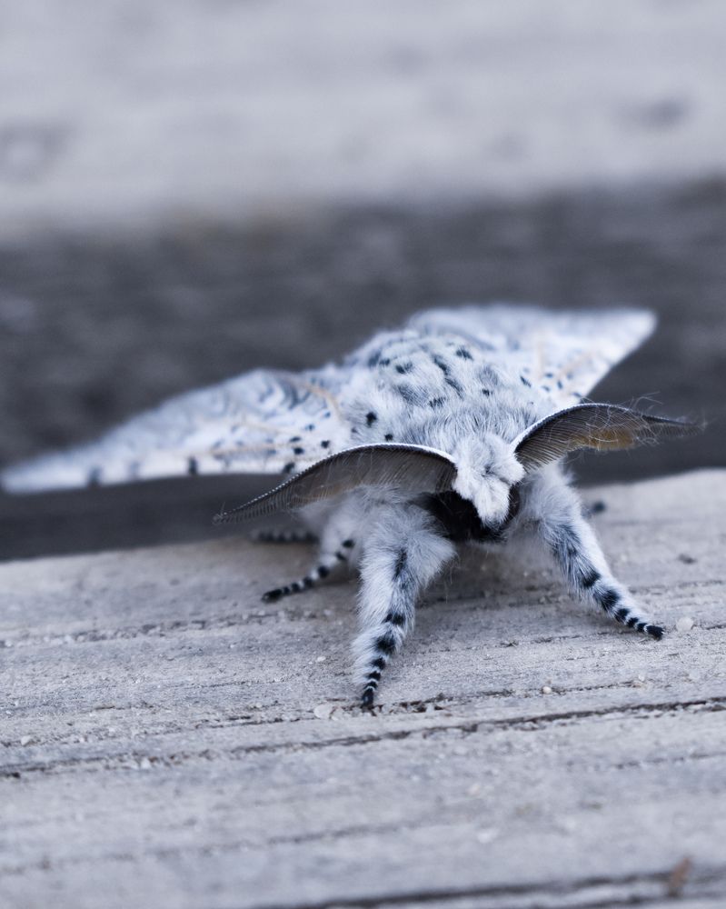 Photograph by Татьяна Носкович