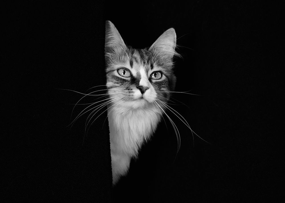 Photograph by Toomas Tõnisalu