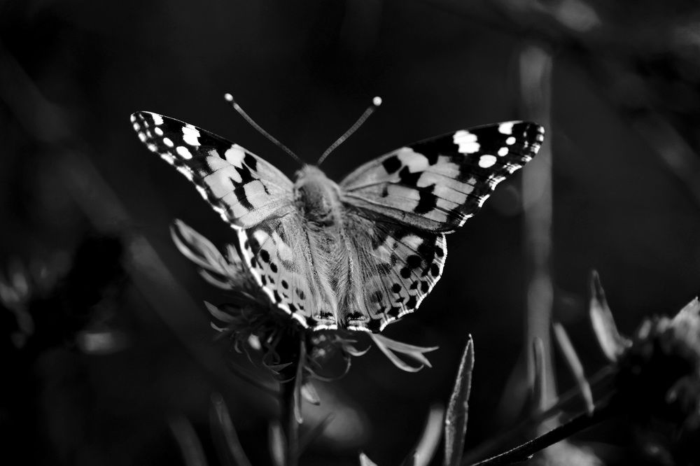 Фотография автора Safet Hasanoski