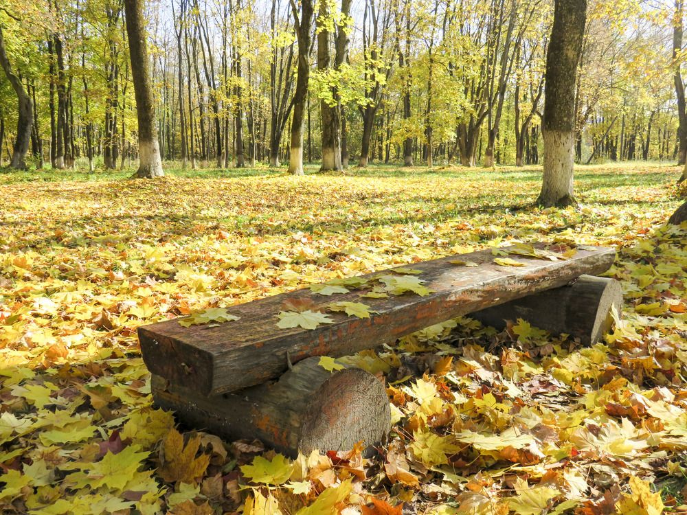 Bench in city park strewn with maple leaves