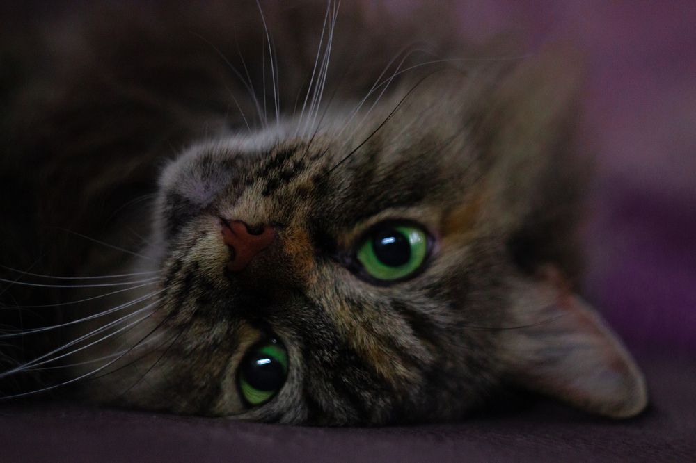 Дай вкусняшку