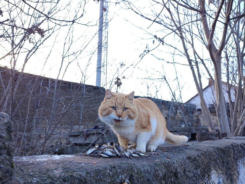 Photograph by Алексей Вакуленко