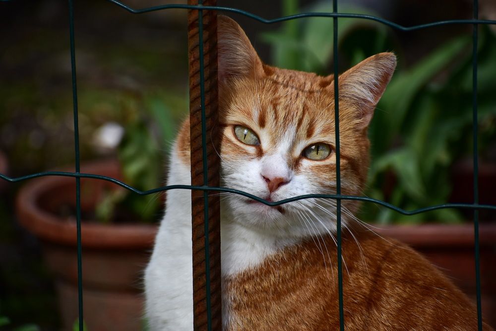 Фотография автора лилия беланова