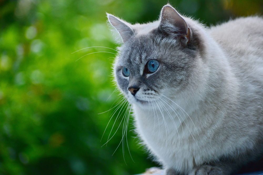 Фотография автора лилия беланова