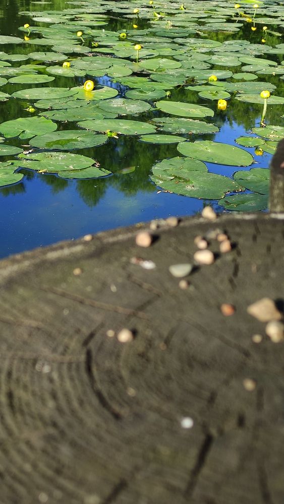 Фотография автора Васильева Ирина