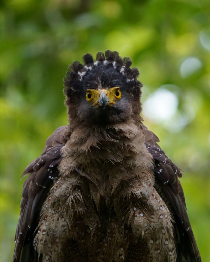 Crested serpent Eagle